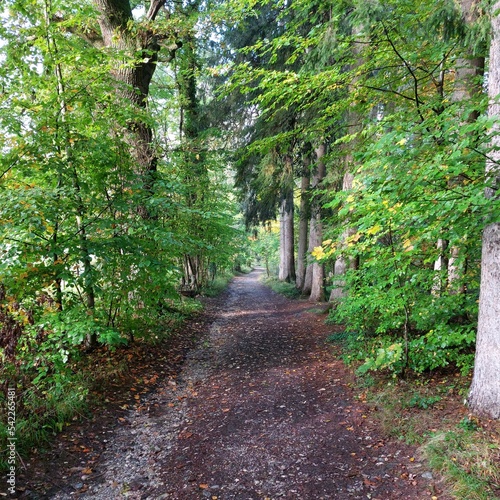 Herbstlicher Waldweg mit grünen Ästen und Laub auf dem Boden 