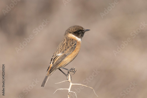 Common stonechat - Saxicola torquatus perched  with brown background. Photo from Akrotiri in Cyprus. © PIOTR