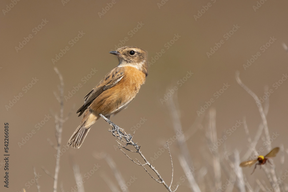 Common stonechat - Saxicola torquatus perched with light brown background. Photo from Larnaca in Cyprus. Copy space on right side. Common stonechat - Saxicola torquatus perched with light brown background. Photo from Larnaca in Cyprus. Copy space on right side.