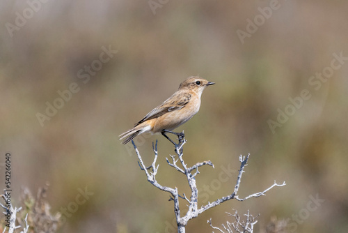 Siberian stonechat - Saxicola maurus perched. Photo from Larnaca in Cyprus.