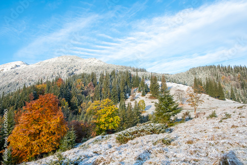 Colorful Autumn trees in mountains with first snow in sunny day. Carpathian landscape