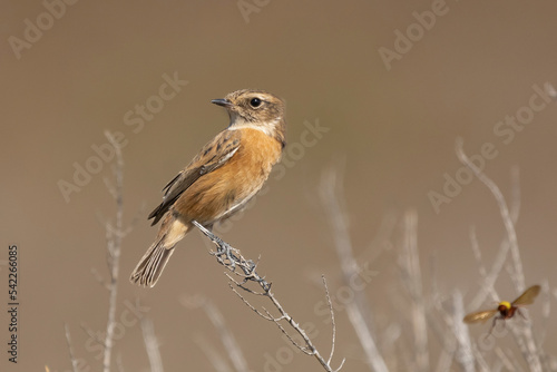 Common stonechat - Saxicola torquatus perched  with light brown background. Photo from Larnaca in Cyprus. Copy space on right side. © PIOTR