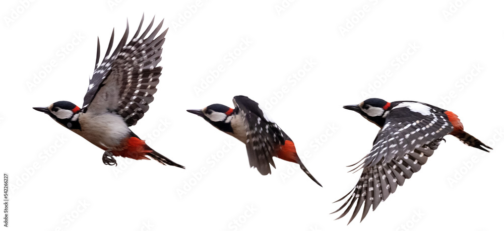 Obraz premium three great spotted woodpeckers in flight on white