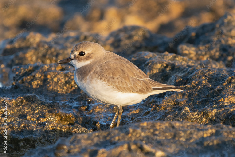 Greater sand plover - Charadrius leschenaultii with dark rocks in background . Photo from Paphos in Cyprus. Greater sand plover - Charadrius leschenaultii with dark rocks in background . Photo from Paphos in Cyprus.