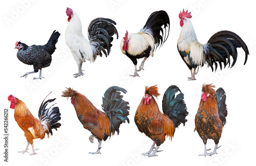 eight roosters isolated on white background