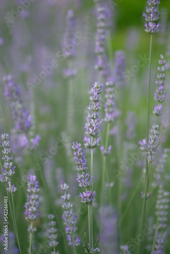 Lilac lavender grows in the morning field