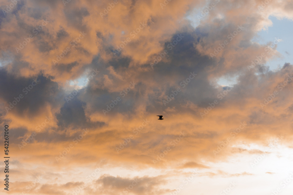 Fototapeta premium view of the clouds sunset sky. nature and the sun as a background. photos of sunset and sky pink orange clouds. landscape without people. beautiful view of nature. summer pink sky after the setting