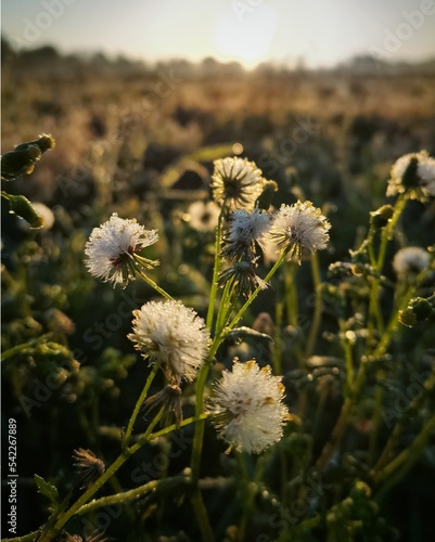 field of flowers