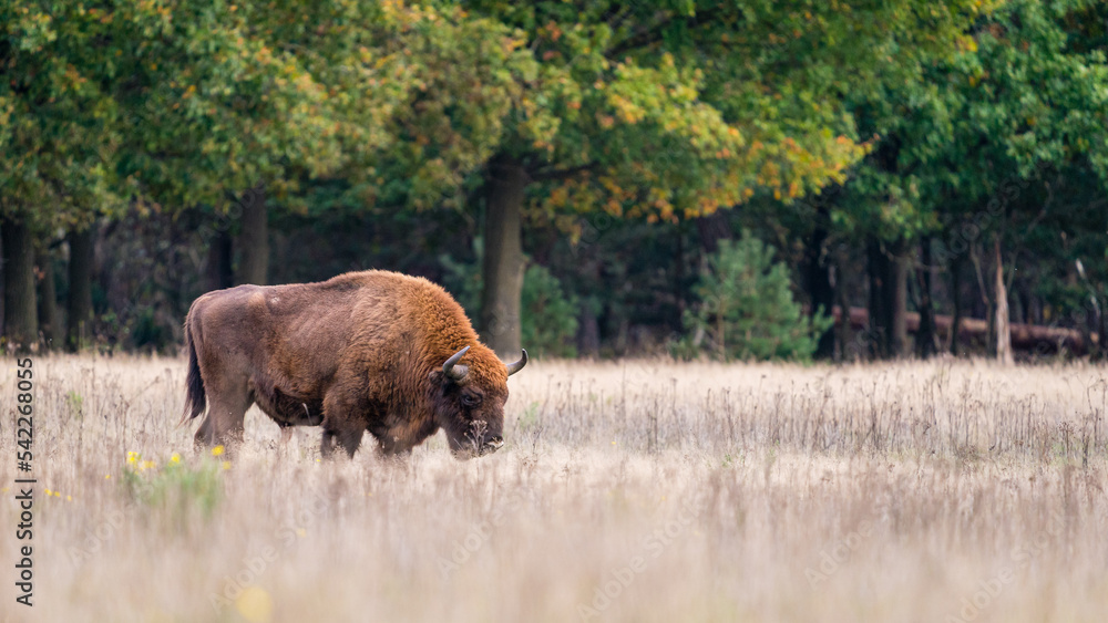 European Bison. Impressive giant wild Europan bison grazing in the autumn forest
European Bison. Impressive giant wild Europan bison grazing in the autumn forest