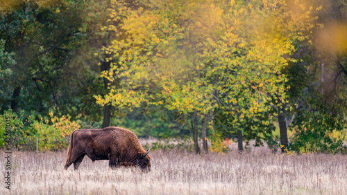 European Bison. Impressive giant wild Europan bison grazing in the autumn forest
