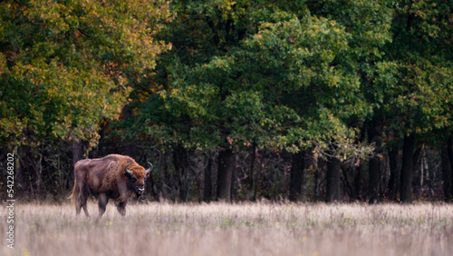 European Bison. Impressive giant wild Europan bison grazing in the autumn forest 