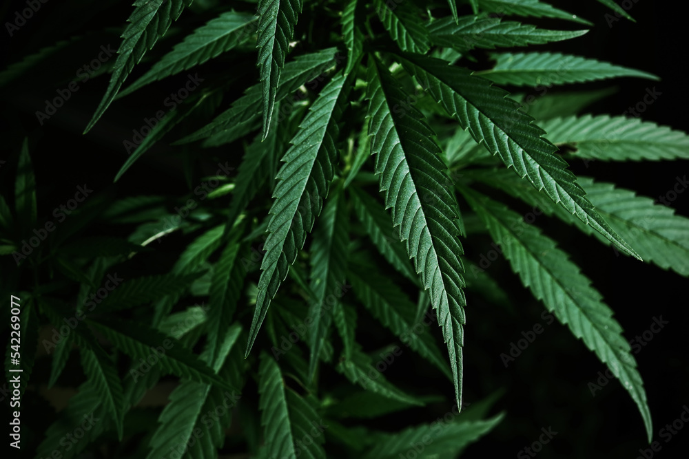 Brightly lit cannabis plants on a dark natural background. Selective focus. Brightly lit cannabis plants on a dark natural background. Selective focus.