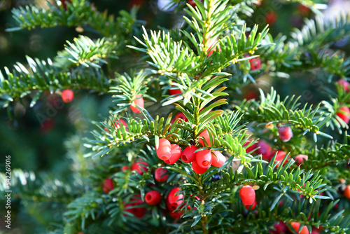 Eiben- Taxus baccata