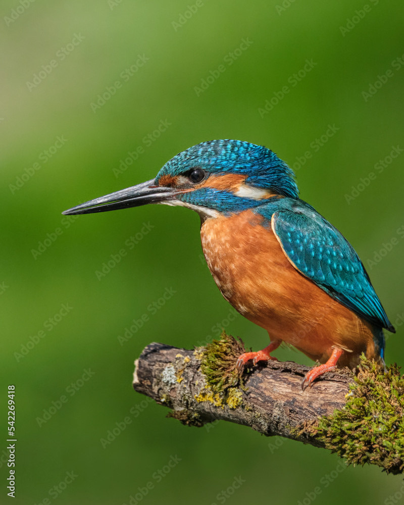 Fototapeta premium Eisvogel | Kingfisher