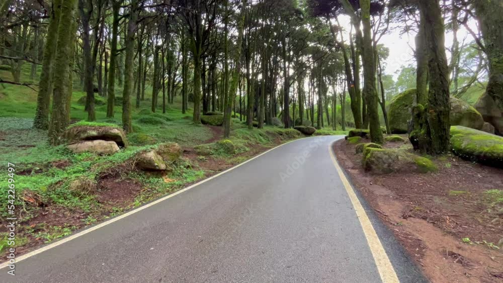 Road in a forest surrounded by old trees Road in a forest surrounded by old trees