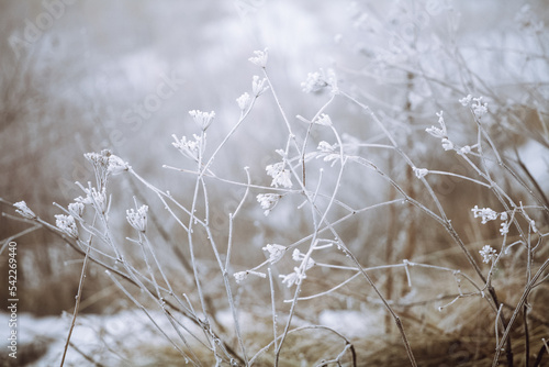 frozen and frosted plants and grass © Елена Вырыпаева