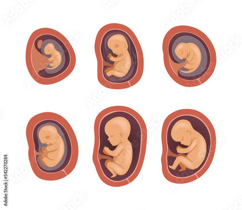 Process of Fetal Development or Embryological Stage Vector Set