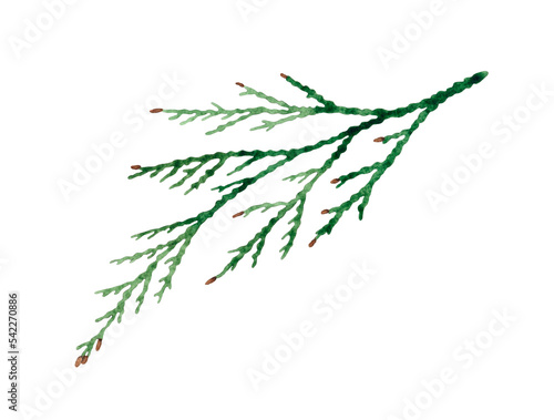 Waterclor hand drawn illustration of Cedar branch. Isolated on transparent background. photo