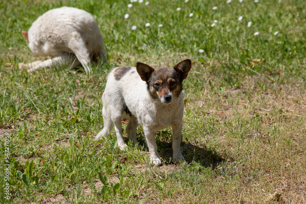 A small stray dog in summer.