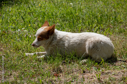 A small stray dog in summer.