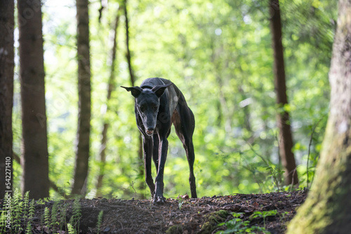 Spanish greyhound in the forest photo