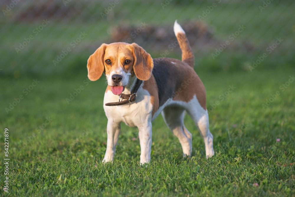 Cute beagle