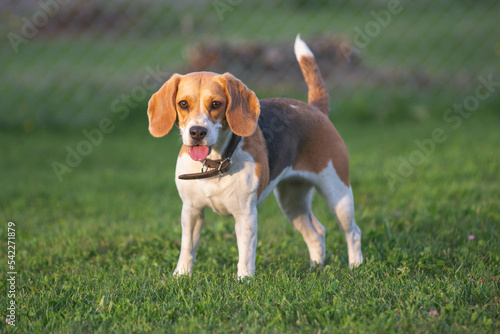 Fototapeta Naklejka Na Ścianę i Meble -  Cute beagle