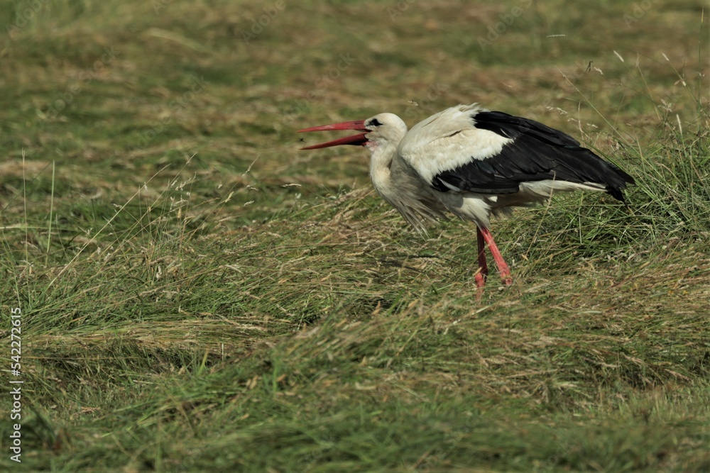 Fototapeta premium A stork walking on a freshly mown meadow.