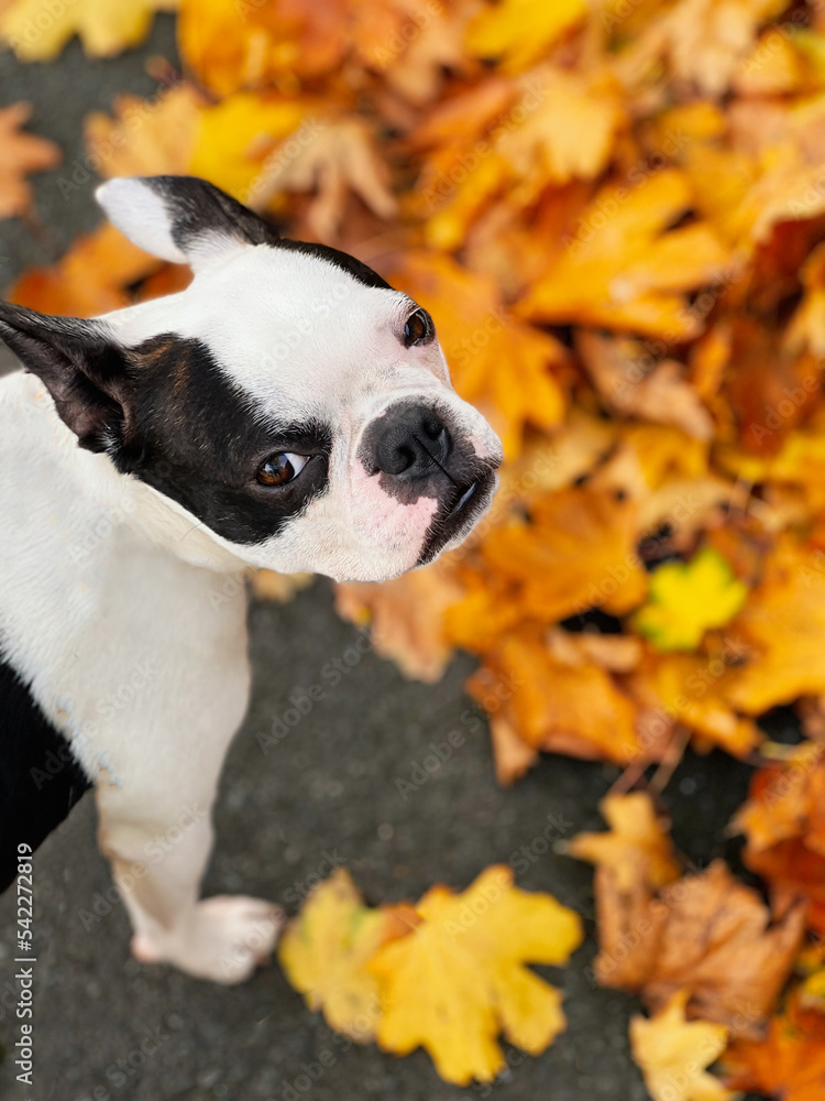 Boston Terrier dog looking up at the camera there are golden autumn sycamore leaves on the ground in front of her. 