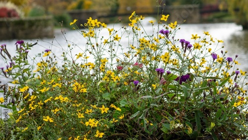 A flower bed of wild flowers
