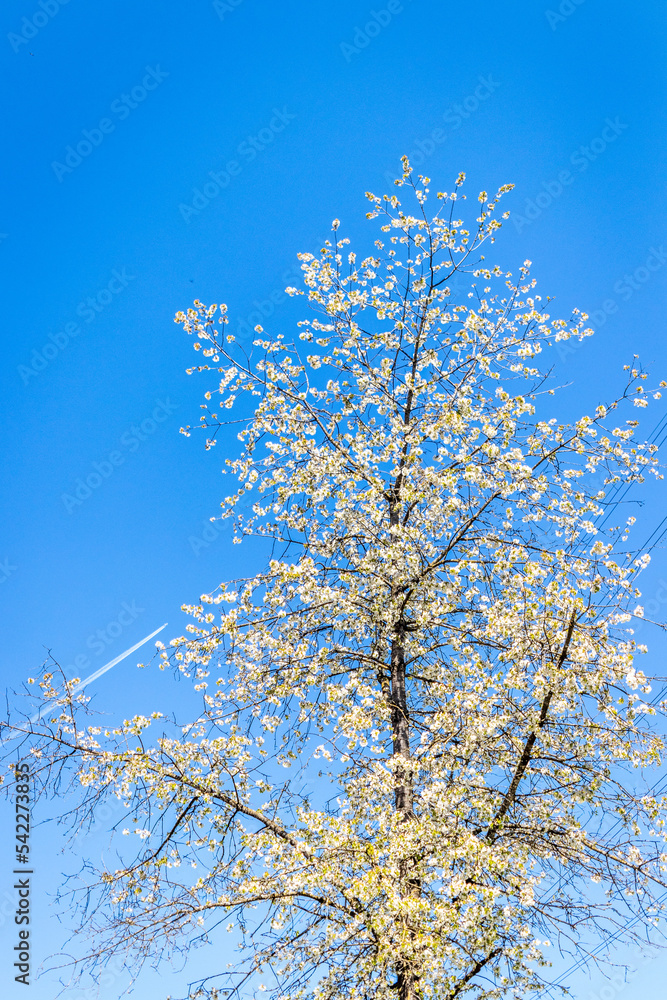 blühender Baum vor blauem Himmel im Frühling