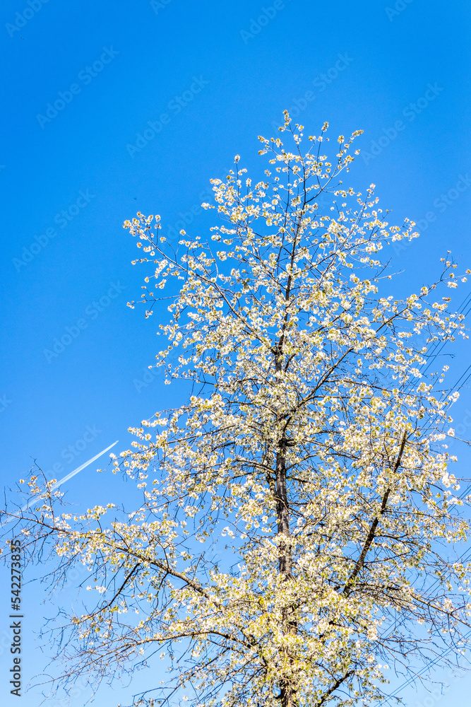blühender Baum vor blauem Himmel im Frühling blühender Baum vor blauem Himmel im Frühling
