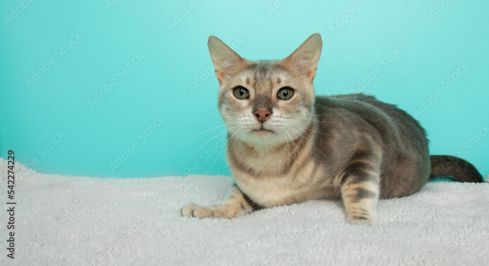 green eyed cat lying down green eyed cat lying down
