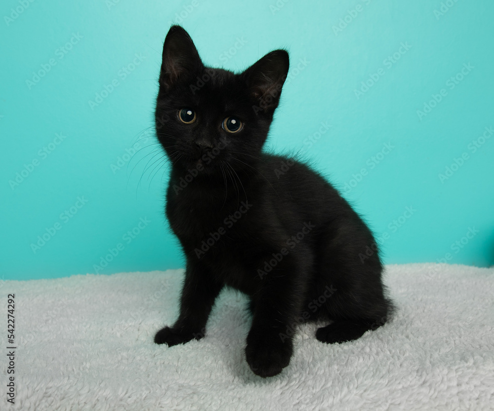 black kitten sitting down looking at camera black kitten sitting down looking at camera