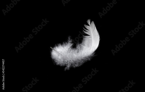 Photo White bird feather on black background
