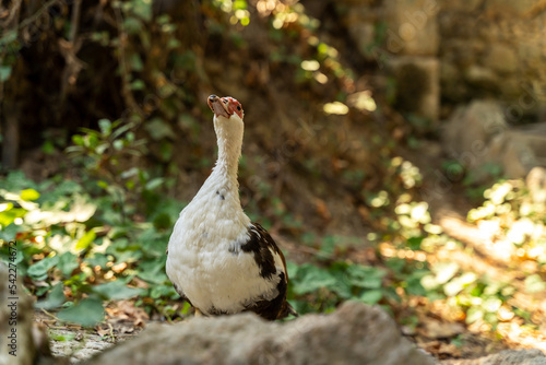 Muscovy ducks on a forest path against the background of trees in a beautiful park in early autumn