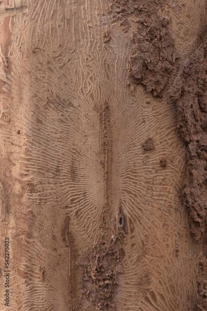 Naklejka premium Patterns made by spruce bark beetle. Backgorund photograpfy. Texture in wood.