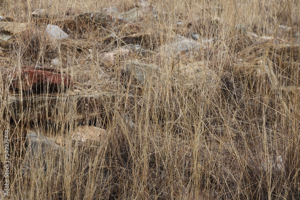 Fototapeta premium Dry grass on a stony field, scattered stones in dry grass.