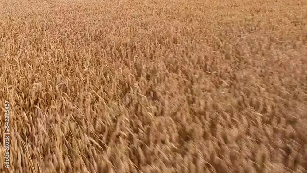 Aerial view of wind blowing along the wheat field. Industry, agriculture concept. Aerial view of wind blowing along the wheat field. Industry, agriculture concept.