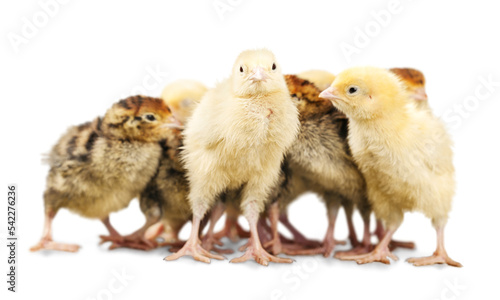 Baby yellow chickens on wooden table