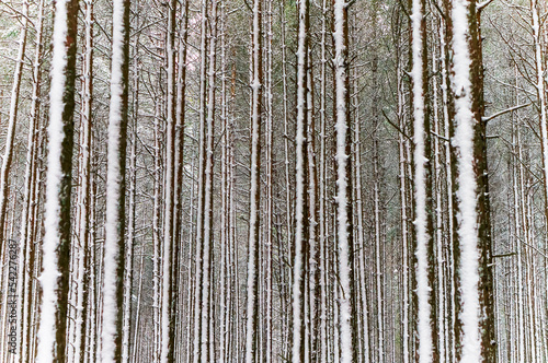 The forest in winter. Trees under the snow. The snow in the forest.