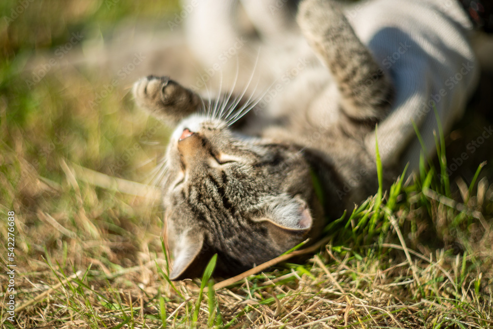 the cat is resting at the dacha in the summer