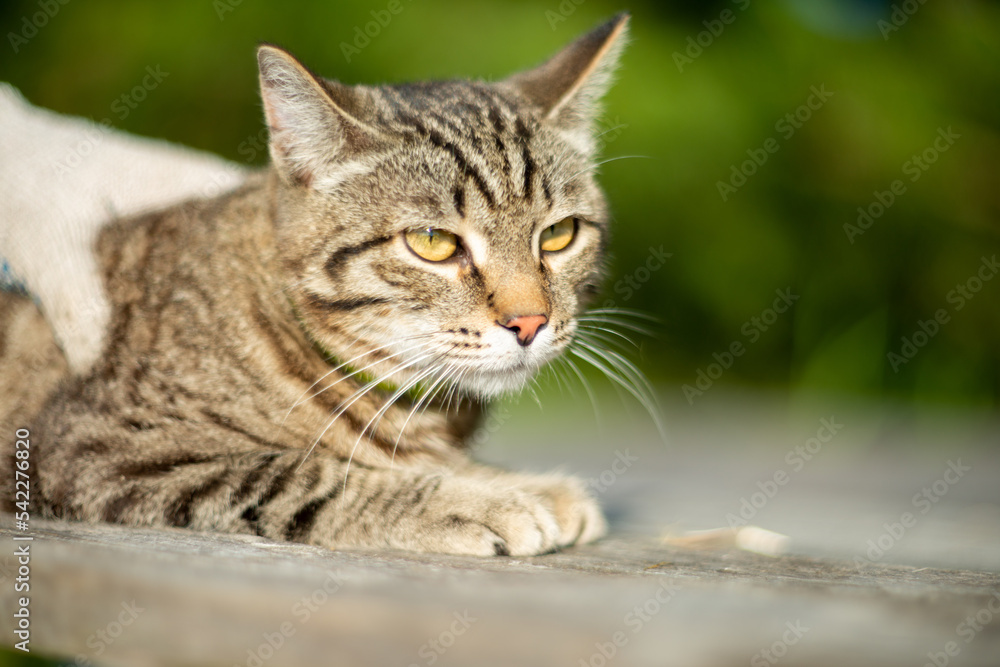 the cat is resting at the dacha in the summer the cat is resting at the dacha in the summer