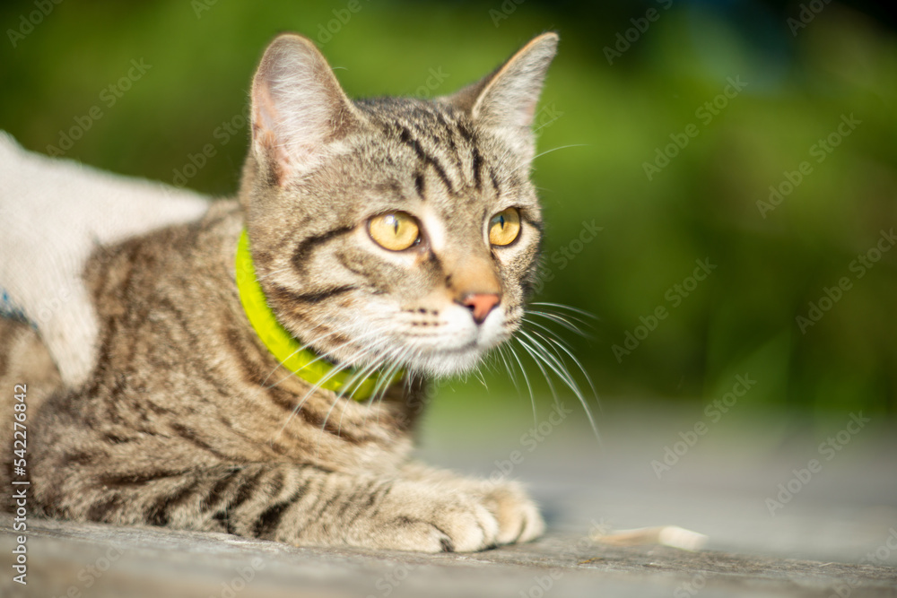the cat is resting at the dacha in the summer the cat is resting at the dacha in the summer