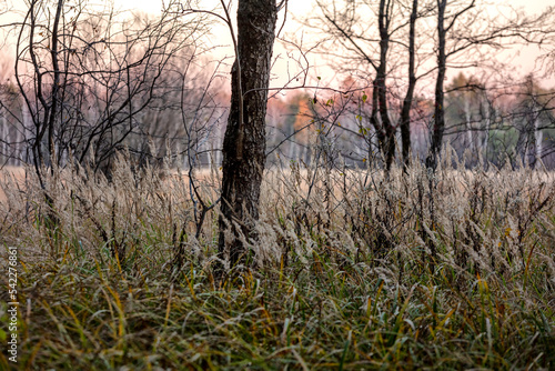 Bagienny krajobraz dzikiej puszczy, jesień, las © hunter76
