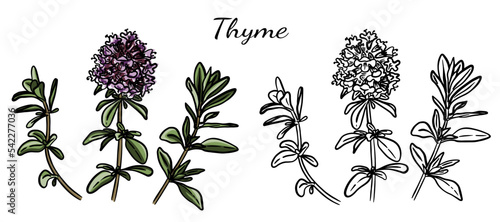 Fototapeta Naklejka Na Ścianę i Meble -  A set of illustrations of thyme branches and flowers in black and white and color options on a transparent background. Medical and culinary herb.