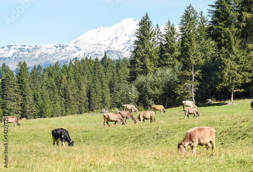 cows in the swiss mountains