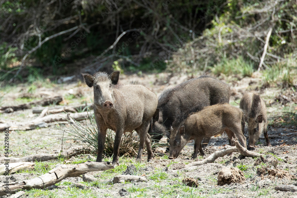A wild boar sounder cautiously approach a clearing in the jungle. A wild boar sounder cautiously approach a clearing in the jungle.