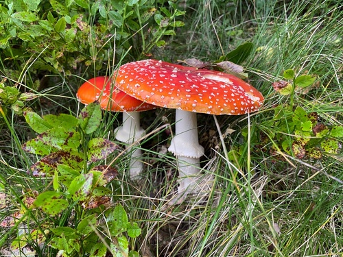 Fly agaric, amanita, toadstool red poisoned mushroom, mushrooms for treatment and cosmetology