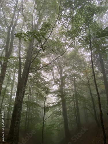 deciduous forests in the fog  Carpathian mountains in Ukraine